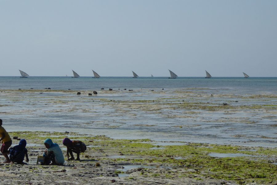 Am späten Nachmittag fährt die Fischerflotte von Nungwi aus.