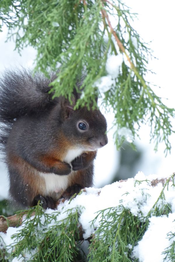 Ein Eichhörnnche im Schnee.