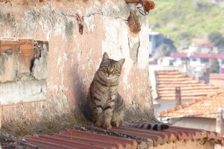 Eine Katze in Bergama.