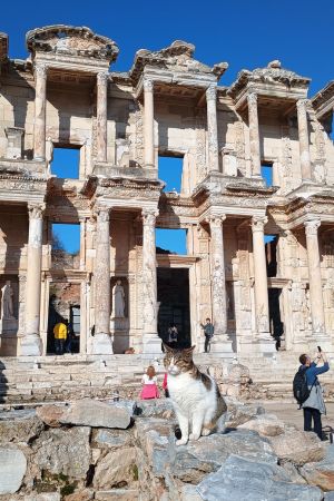 Eine Katze sitzt vor der Celsus-Bibliothek in Epehsos.