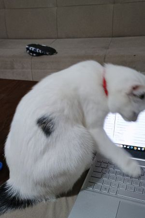 Katze Pöti am Laptop
