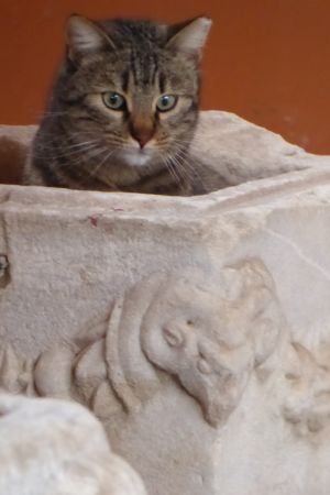 Katze im Archäologischen Museum in Selçuk.