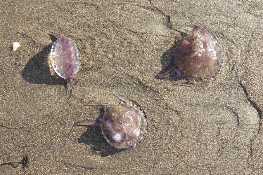 Quallen an der Playa de los Genoveses, Cabo de Gata.