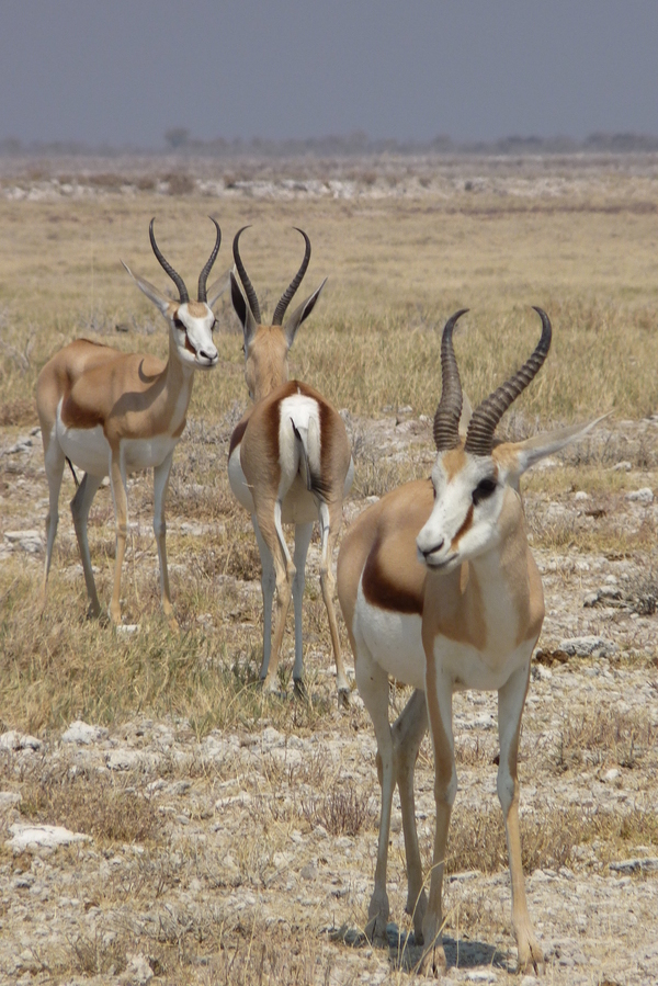 Drei Gazellen im Etosha NP, Namibia.