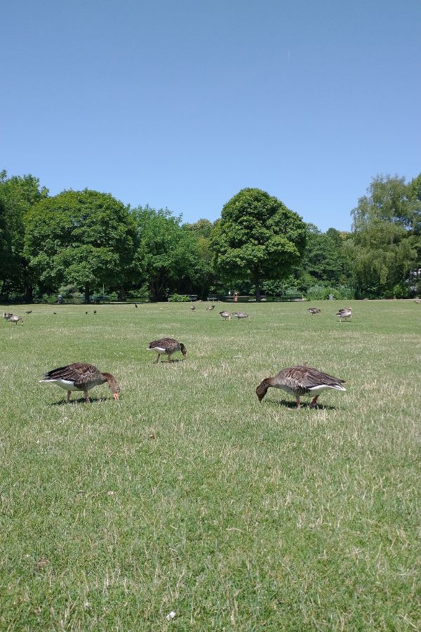 Ein Gruppe Graugänse grast auf einer Wiese im Westpark.