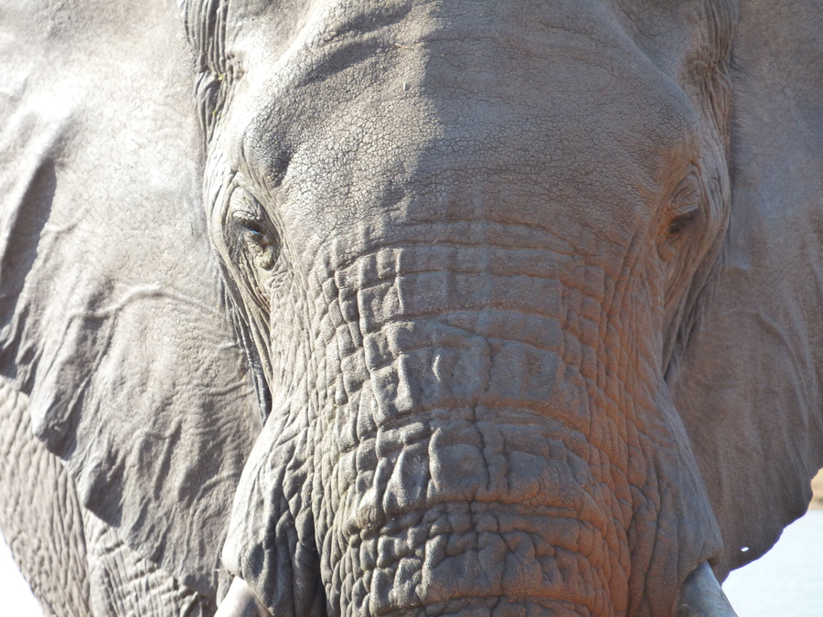 Nahaufnahme eines Elefanten im Hwange-Nationalpark in Simbabwe.