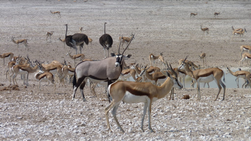 Verschiedene Gazellen und Straußenvögel im Etosha Nationalpark, Namibia.