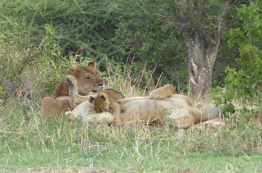 Zwei Löwinnen liegen mit ihren Babys im Schatten, Tarangire NP, Tansania.