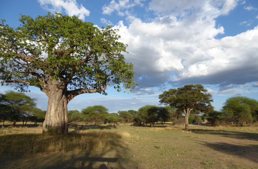 Landschaft mit Baobab im Tarangiere NP, Tansania.