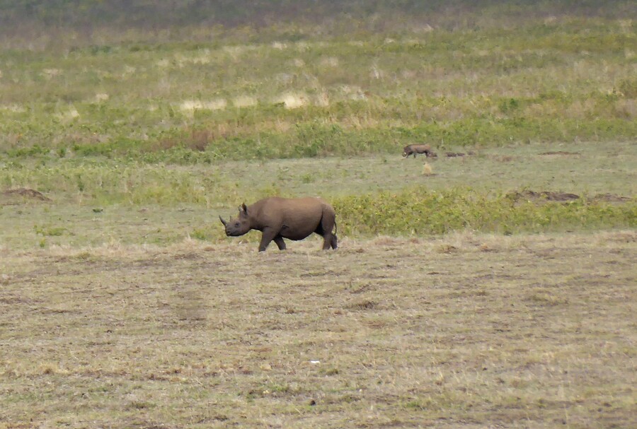 Ein Nashorn und ein Warzenschwein im Ngorongoro-Krater NP, Tansania.