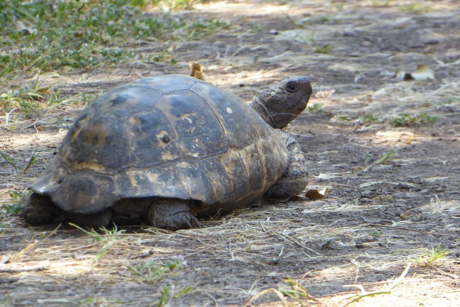 Eine Schildkröte in Olympos.