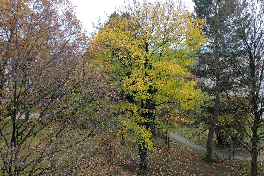 Blick auf Bäume mit Herbstlaub,