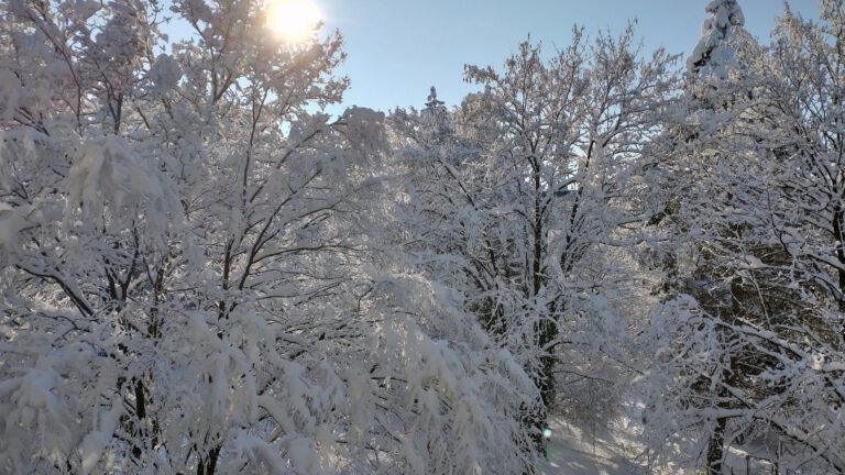 Verschneite Bäume