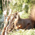 Ein Eichhörnchen sitzt auf einem Ast und knabbert an einer Haselnuss.