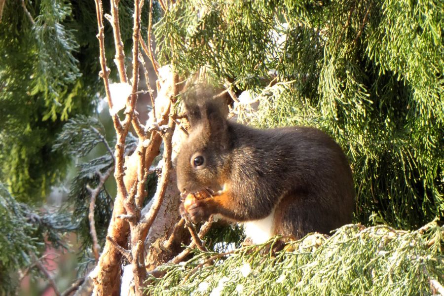 Ein Eichhörnchen frisst im Baum eine Nuss.