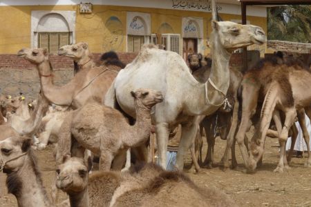 Kamele warten auf einem ägyptischen Kamelmarkt auf Käufer.