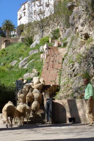 Eine kleine Schafherde steigt in Ronda die Treppen zur Stadt hinauf.
