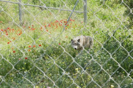Ein Wolf im Lobo Park.