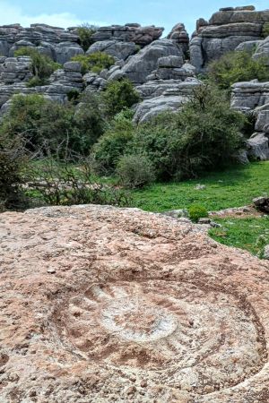 Nahaufnahme eines Ammonitenabdrucks in El Torcál, im Hintergrund Gebüsch und Felsen.