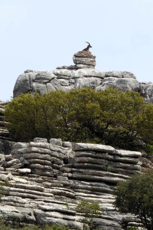 Ein Steinbock liegt am höchsten Punkt einer Erhebung in El Torcál, darunter das geschichtete Gestein.