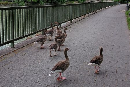 Acht Graugänse spazieren am Isarkanal entlang.