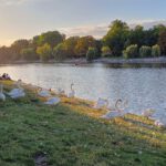 Schwäne am Kanal im Abendlicht