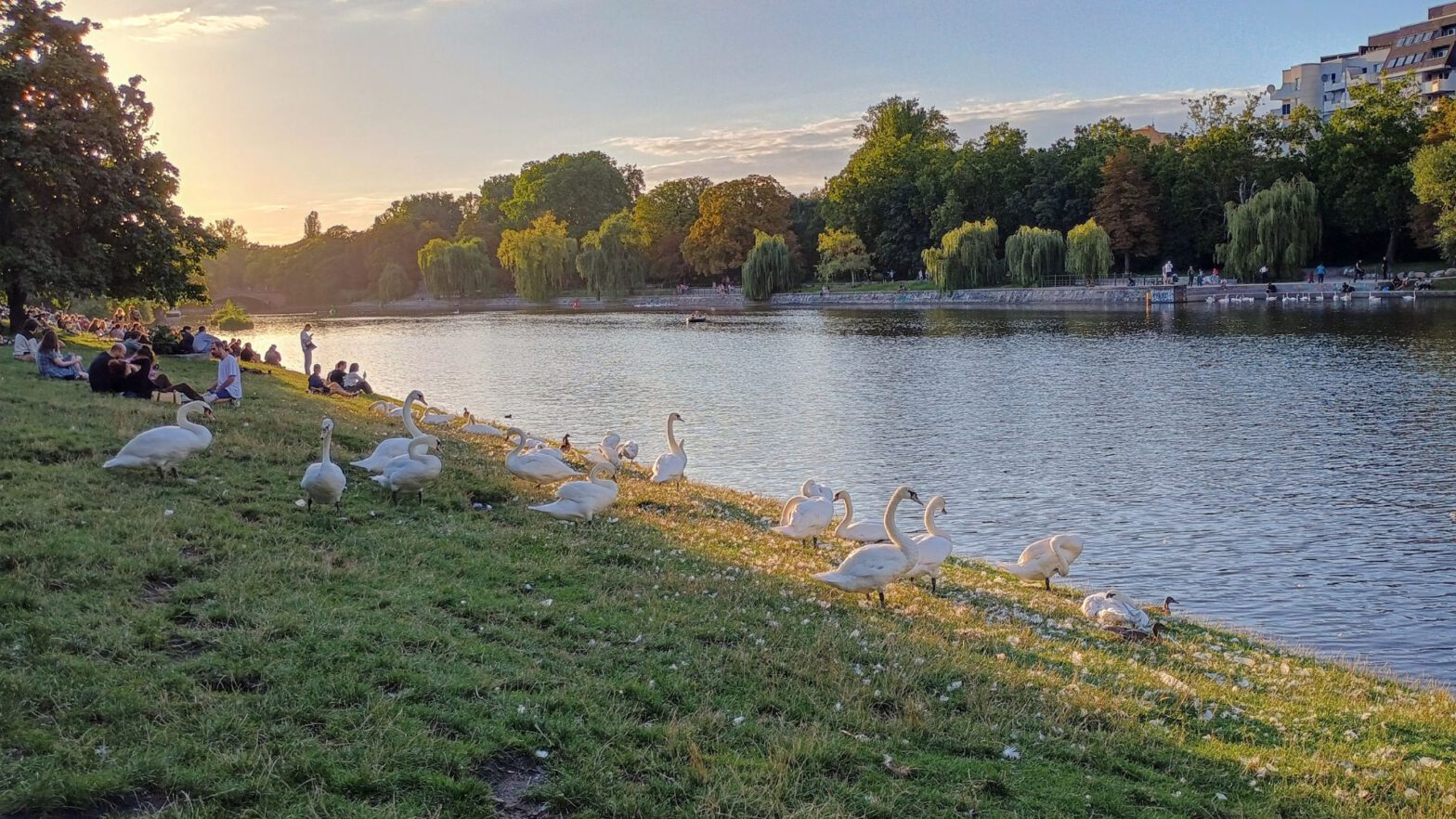 Schwäne am Kanal im Abendlicht