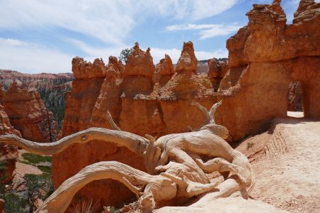 Ein knorriger, vertrockneter Baumstamm vor hoodoos im Bryce Canyon National Park.