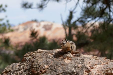 Chipmunk im Bryce Canyon.