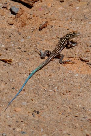 Der "western skink" (Plestiodon skiltonianus) ist eine Eidechse mit auffällig blauem Schwanz.