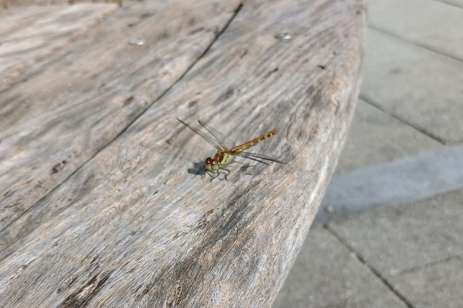 Eine Libelle auf einer verwitterten Holzbank.