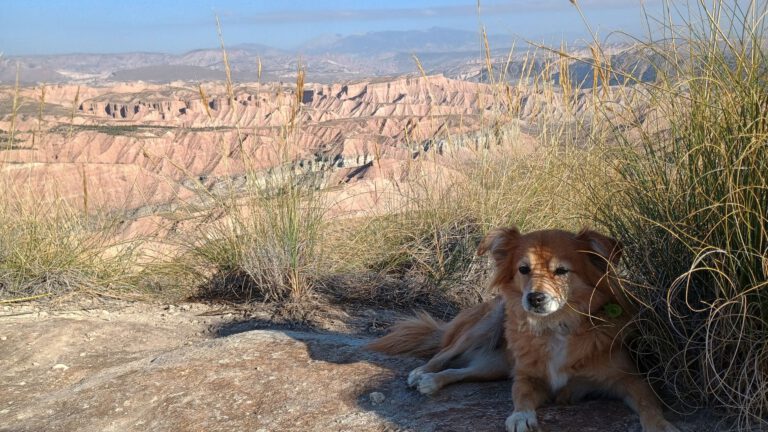 Blick auf Felsformationen in der Wüste von Gorafe, im Vordergrund ruht sich ein kleiner Hund aus