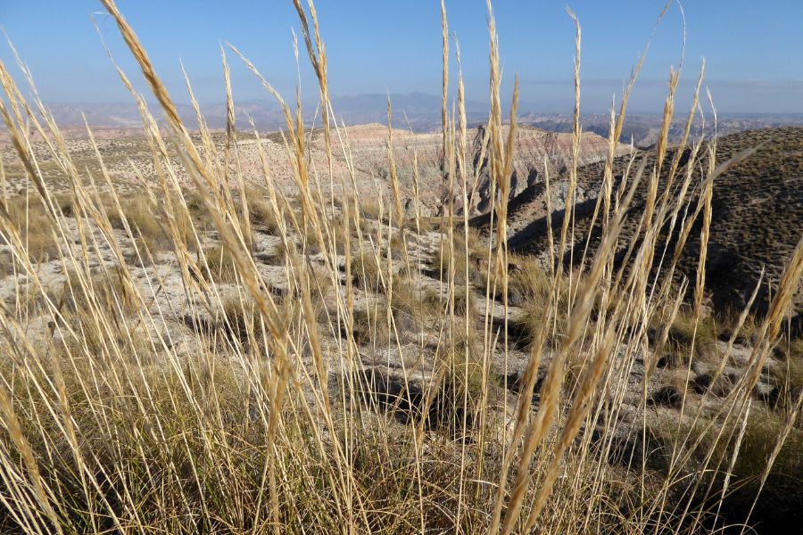 Espartogras in der Wüste von Gorafe.