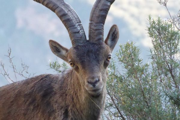 Steinbock in Montserrat.