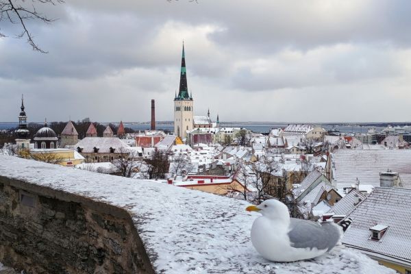 Blick auf Tallinn mit einer Möwe im Vordergrund.