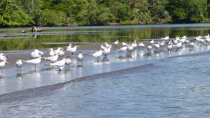 Costa Rica: Pura Vida & ein Schlepper