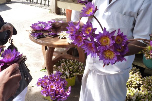 Lotusblumen am Zahntempel in Kandy, Sri Lanka.