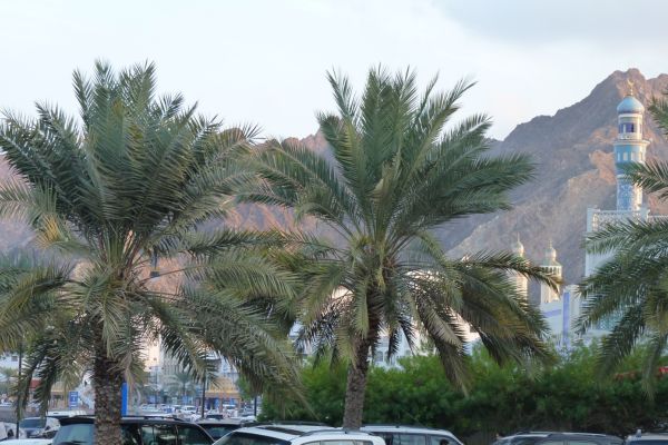 Zwei Palmen, im Hintergrund ein Minarett. Maskat, Oman