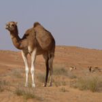 Dromedare in Wüste, Oman
