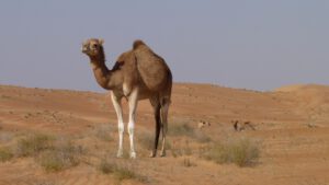 Dromedare in Wüste, Oman
