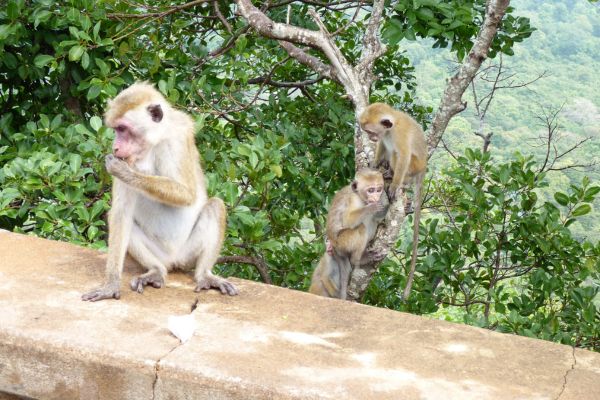Affen am Löwenfels, Sigiriya, Sri Lanka.