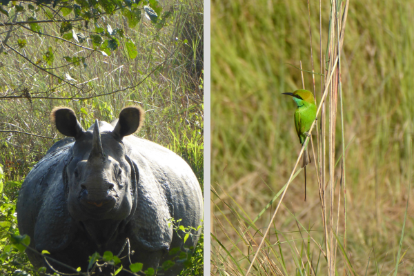 Ein Nashorn und ein Bienenfresser im Chitwan Nationalpark, Nepal.